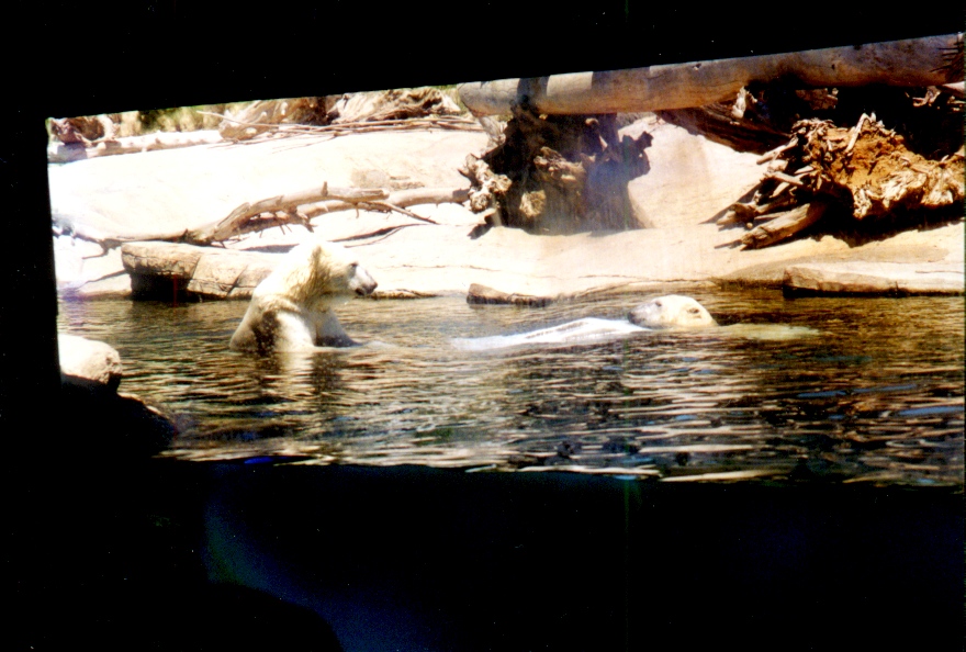 San Diego Zoo 12
