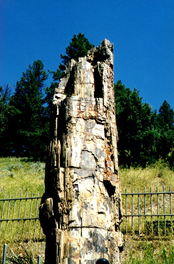 Petrified Tree 1