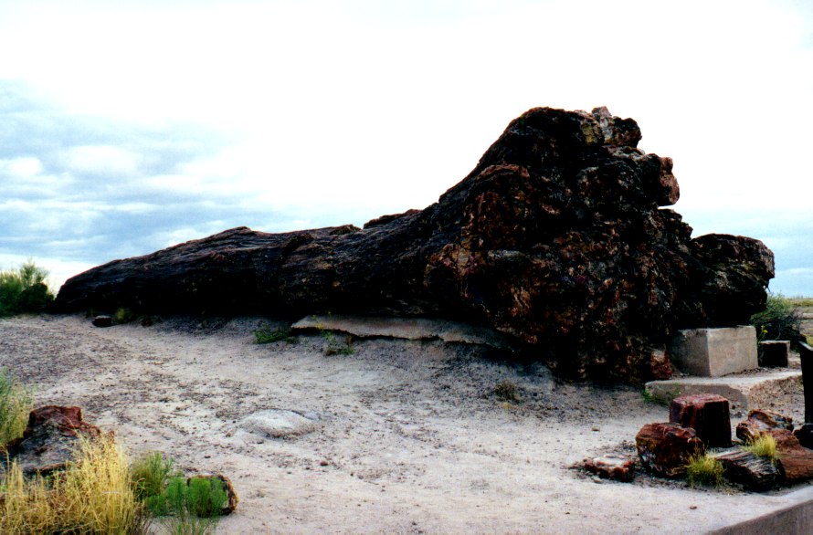 Petrified Forest 7
