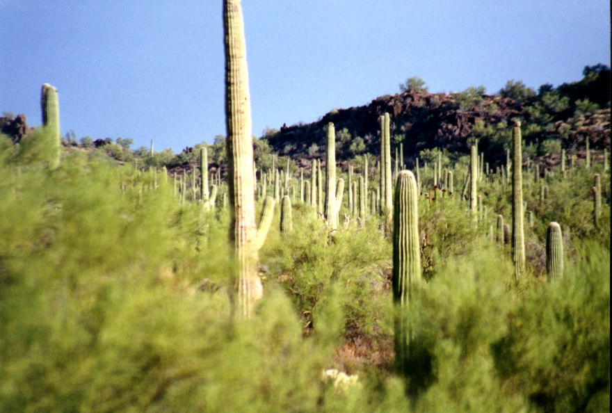 Organ Pipe Cactus 3