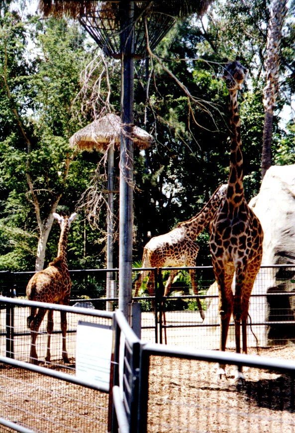 San Diego Zoo 6