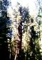 Sequoia 7