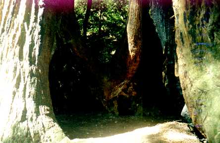 Muir Woods 3