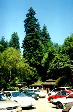 Muir Woods 5
