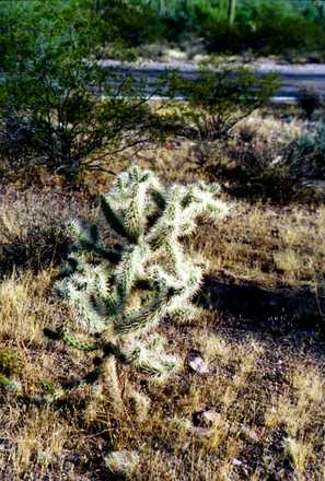 Organ Pipe Cactus 5