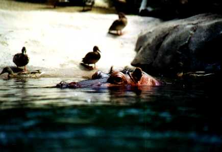 San Diego Zoo 4