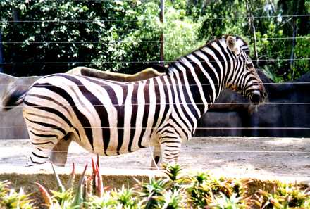 San Diego Zoo 5