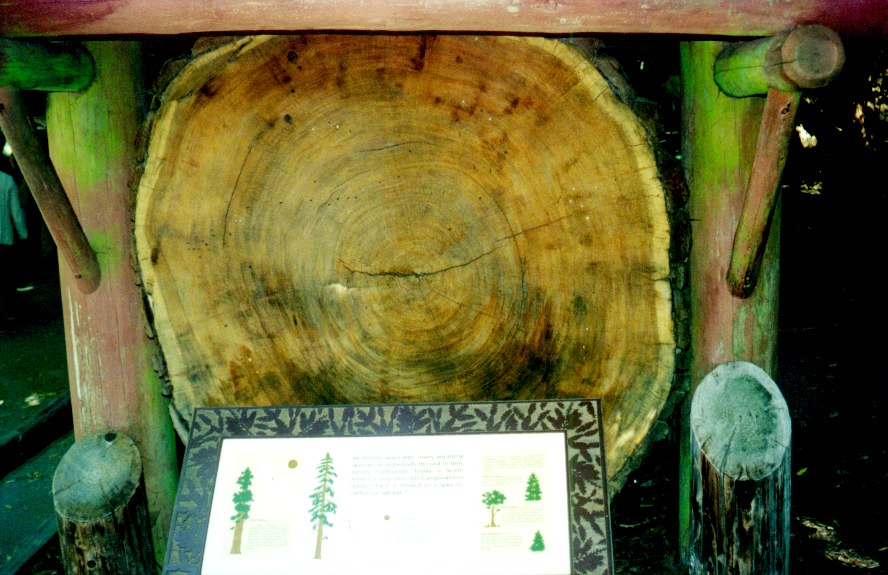 Muir Woods 1