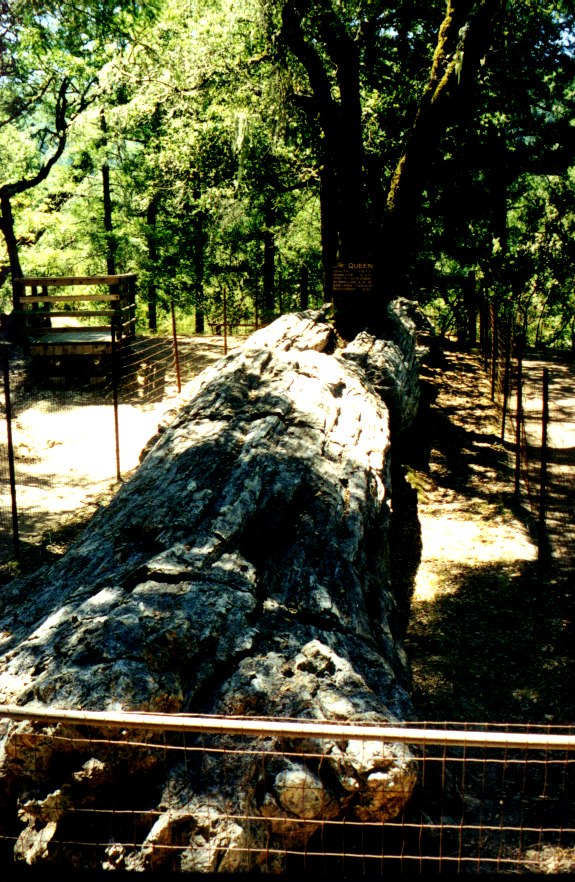 Petrified Forest 1