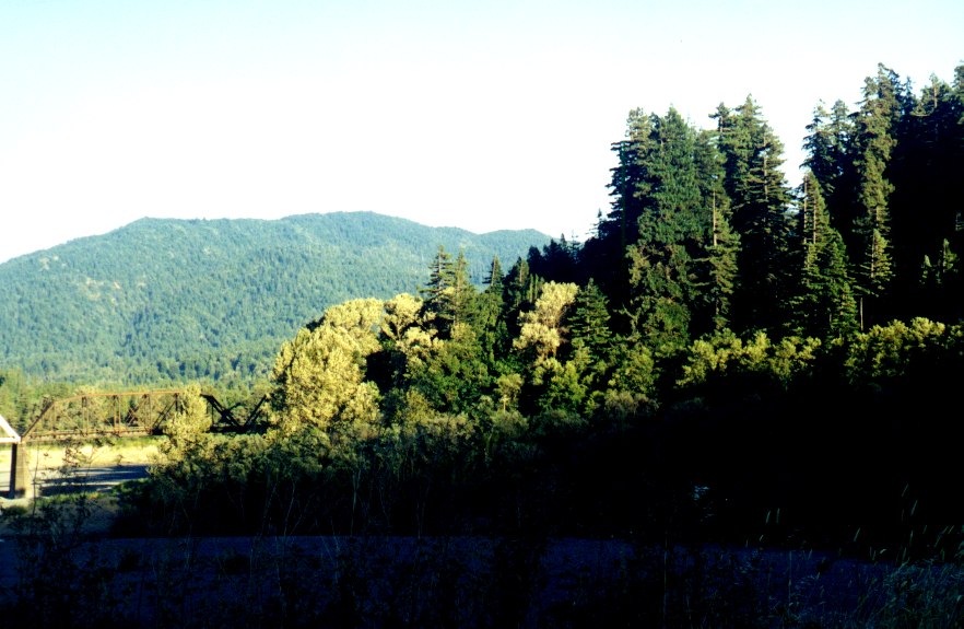 Redwood Tree's 2